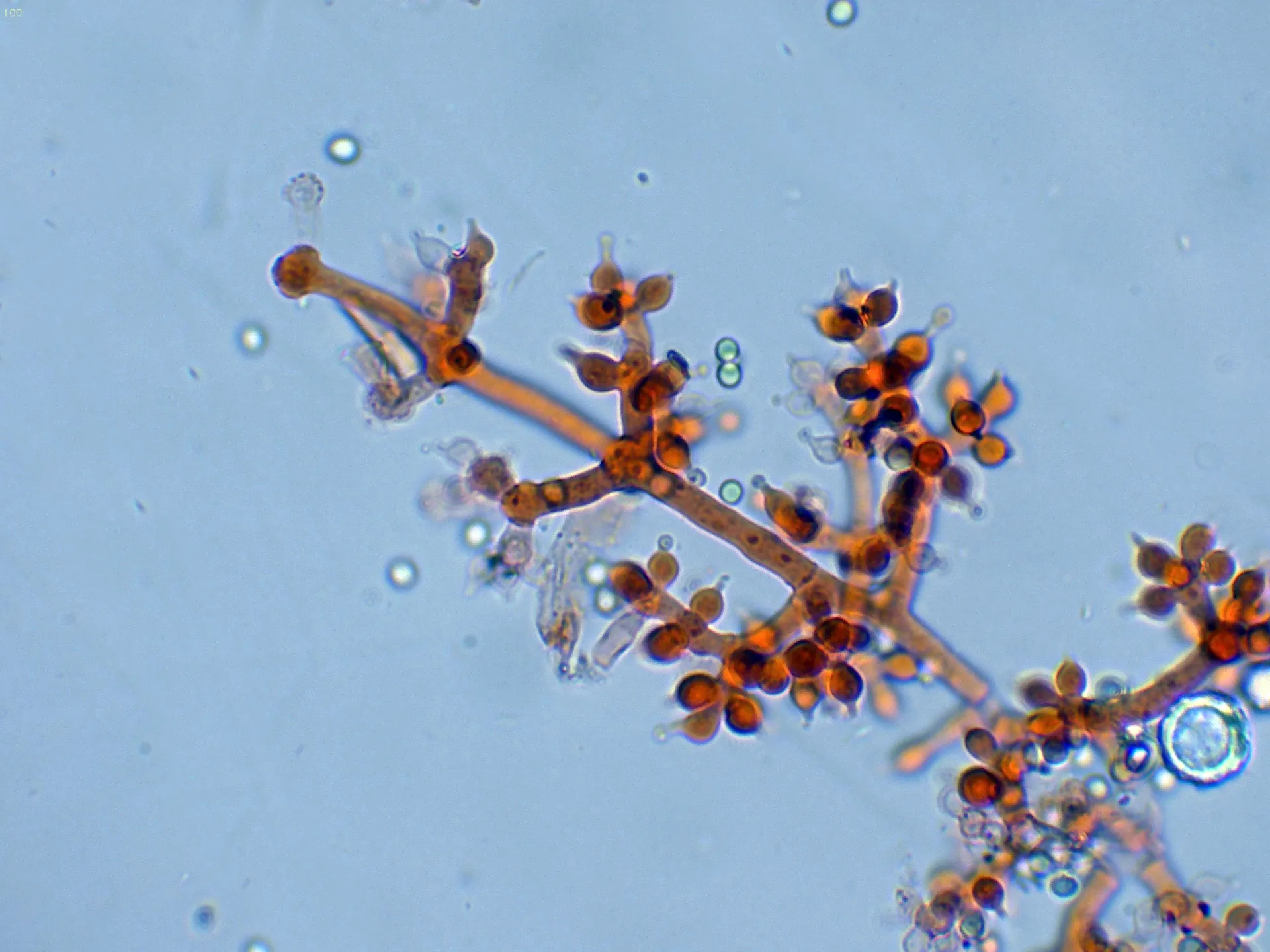 Microscopía de Trichoderma polypori - 10 - Conidioforo-001